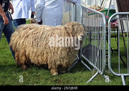 EXETER, DEVON - 18. MAI, 2017 Mann, der neben einem Schaf auf grünem Gras steht Stockfoto