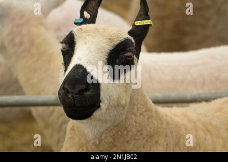 EXETER, DEVON, Großbritannien - 19. Mai 2018 Porträt eines einzelnen Schafes in einem Kugelschreiber auf einem Strohbett mit Ohrmarken Stockfoto