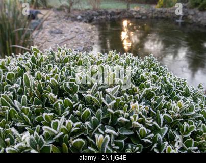 Kastenhecke. Frost auf den Blättern eines abgeschnittenen Strauchs neben einem Teich in Devon, Großbritannien, Buxus sempervirens Stockfoto