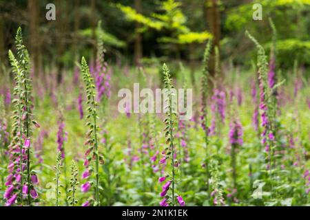 Fingerhut im Wald Stockfoto