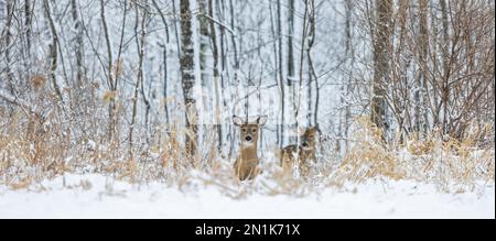 An einem kalten Dezembertag im Norden von Wisconsin schaute ein Weißschwanzkraut durch den Busch. Stockfoto