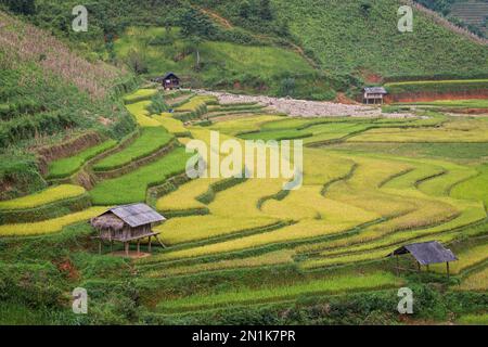 Vietnam-Reisfelder Stockfoto