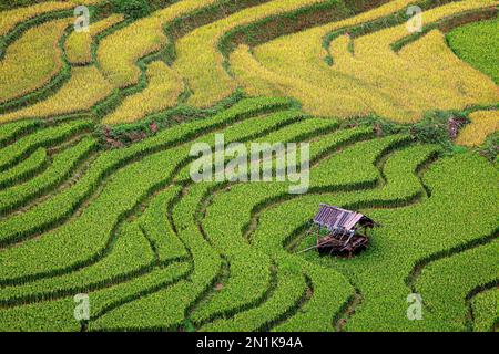 Vietnam-Reisfelder Stockfoto