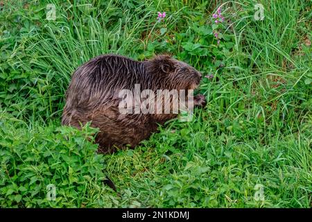 Eurasischer Biber Castor Fiber in der Abenddämmerung. Auf der Suche nach Nahrung im hohen Gras. Am Flussufer. Seitenansicht, Nahaufnahme. Trencin, Slowakei. Stockfoto