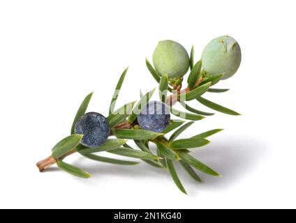 Zweigstelle Wacholder mit grünen und blauen Beeren isoliert auf weiß Stockfoto