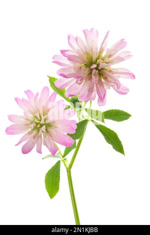 Trifolium resupinatum (umgekehrter Klee) isoliert auf weißem Hintergrund Stockfoto