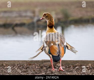 Verletzte ägyptische Gans (Alopochen aegyptiaca) mit beschädigten Federn vom Teich, Bushy Park, London, England, Großbritannien Stockfoto