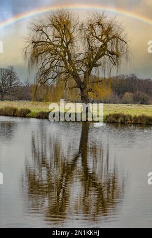 Die Trauerweide (Salix) spiegelt sich auf dem Wasser des Teiches mit Regenbogenbogen, Bushy Park, London, England, Großbritannien wider Stockfoto