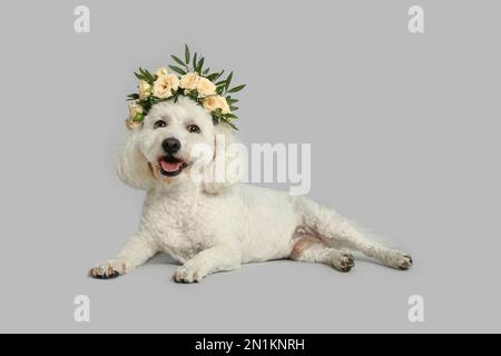 Der bezaubernde Bichon trägt einen Kranz aus wunderschönen Blumen auf grauem Hintergrund Stockfoto