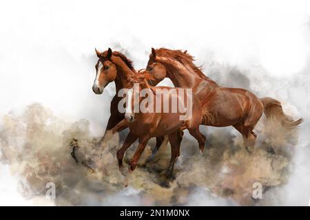 Wunderschöne Pferde, die Staub aufwirbeln, während sie auf weißem Hintergrund laufen Stockfoto