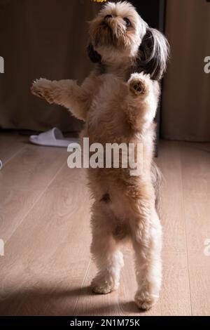 Foto des kleinen Shih Tzu Hundes, der zu Hause auf seinen Hinterbeinen steht Stockfoto