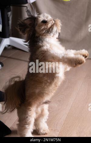 Foto: Shih Tzu, ein kleiner Hund, der zu Hause auf seinen Hinterbeinen springt Stockfoto