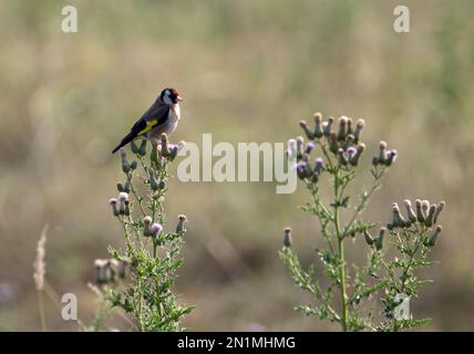 goldfink (Carduelis carduelis) auf einer Distel mit Blumen und isoliert mit natürlichem Hintergrund Stockfoto