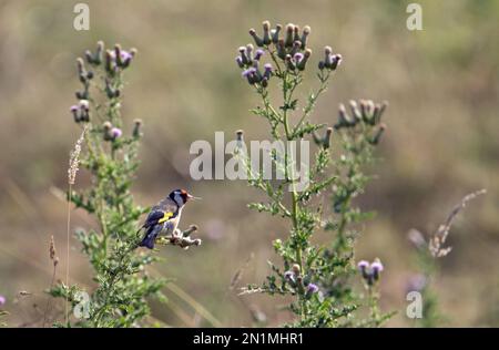 goldfink (Carduelis carduelis) auf einer Distel mit Blumen und isoliert mit natürlichem Hintergrund Stockfoto