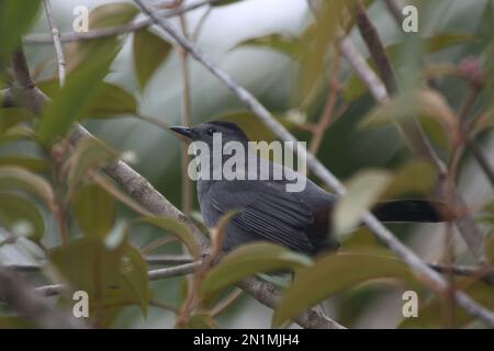 Grauer Katzenvogel (Dumetella carolinensis) in einem Busch Stockfoto