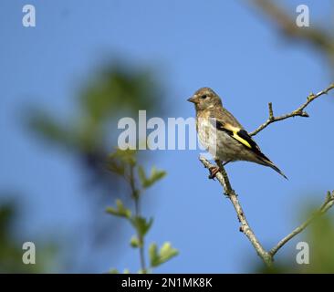 Junger Goldfink (Carduelis carduelis) in einem Baum, isoliert mit natürlichem Hintergrund Stockfoto