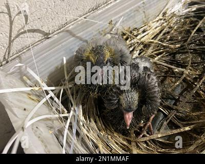 Die Taubenküken in einem Nest Stockfoto