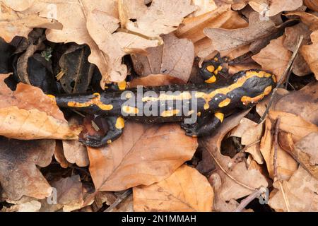 Dead Fire Salamander (Salamandra salamandra) infiziert mit Chytrid Pilz ...