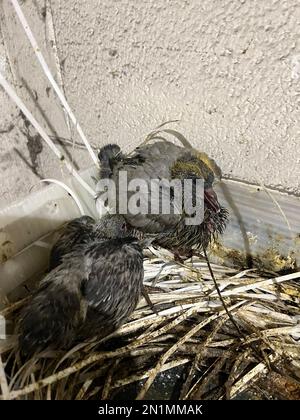 Die Taubenküken in einem Nest Stockfoto