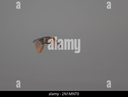 Eine wunderschöne Scheuneneule (Tyto Alba) im Flug, auf der Jagd im Abendlicht - Cambridgeshire, Großbritannien. Stockfoto