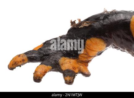 Hautläsionen und Nekrosen durch Chytridpilz Bsal (Batrachochytrium salamandrivorans) auf Feuersalamander (Salamandra salamander), Deutschland Stockfoto