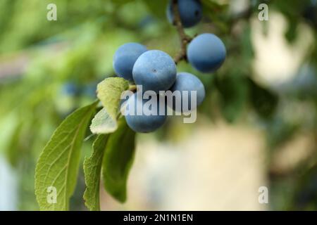 Leckere Schlehen-Beeren im Busch, draußen, geschlossen Stockfoto