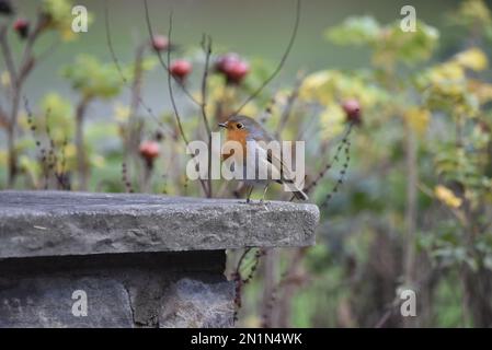 Europäischer Robin (Erithacus rubecula) im linken Profil auf der Betonwand vor einem Hintergrund aus Rose-Hip und grünem Laub in Großbritannien im November Stockfoto