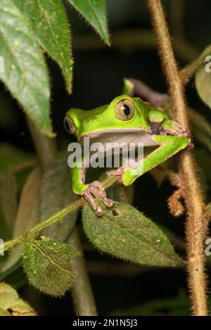 Weißer Blattfrosch (Phyllomedusa vaillantii), Orellana, Ecuador Stockfoto