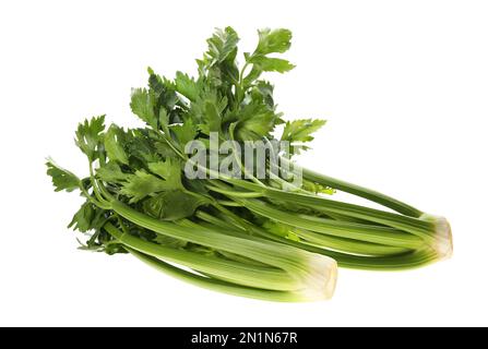 Frische grüne Selleriebüschchen, isoliert auf Weiß Stockfoto