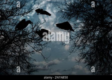 Schwarze Krähen im Wald am Abend. Fantasiewelt Stockfoto