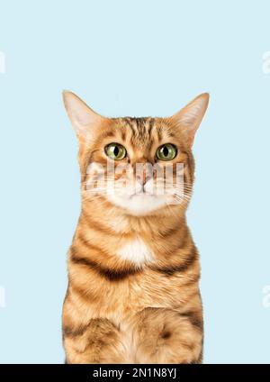Komisches Katzengesicht auf farbigem Hintergrund. Speicherplatz kopieren. Stockfoto