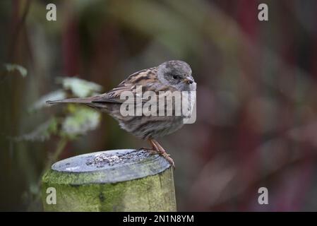 Dunnock (Prunella modularis) im rechten Profil auf einem vertikalen Holzstamm im mittleren Vordergrund vor einem dunkelgrünen Hintergrund in Großbritannien Stockfoto