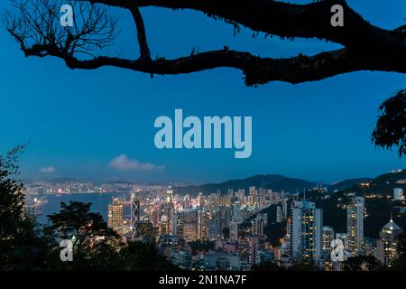 Am Abend blicken Sie hinunter auf Hongkongs hell beleuchtete Kowloon Bay durch die Zweige eines Baumes am Victoria Peak Aussichtspunkt. Stockfoto