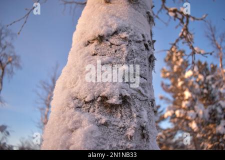 Birkenbäume sind Stämme aus dem schwedischen Lappland Stockfoto