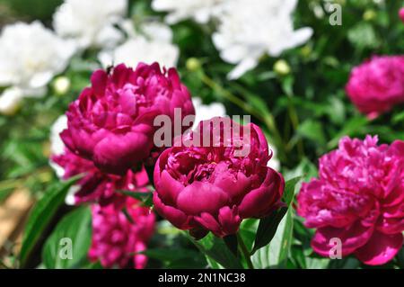 Rosa und Weiße Pfingstrose Blumen an das Beet im Garten Stockfoto
