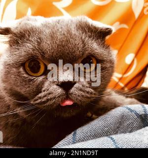 Nahaufnahme einer grauen schottischen Katze. Stockfoto