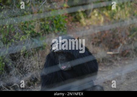 Laikipia, Kenia. 4. Februar 2023. Ein Schimpanse wird am 4. Februar 2023 im Ol Pejeta Conservancy in Laikipia County, Kenia, gesehen. Kredit: Han Xu/Xinhua/Alamy Live News Stockfoto