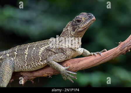 Hydrosaurus am Baumstamm Stockfoto