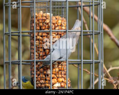 Nacktvogel auf Vogelfütterung Stockfoto