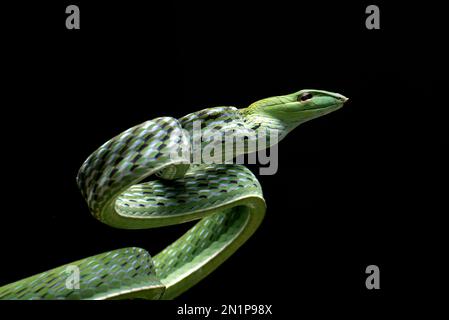 Grüne Weinschlange in Angriffsposition Stockfoto