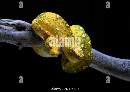 Juveniler grüner Baum-Phyton auf schwarzem Hintergrund Stockfoto