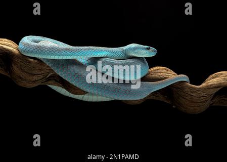 Blaue Grubenotter auf dunklem Hintergrund Stockfoto