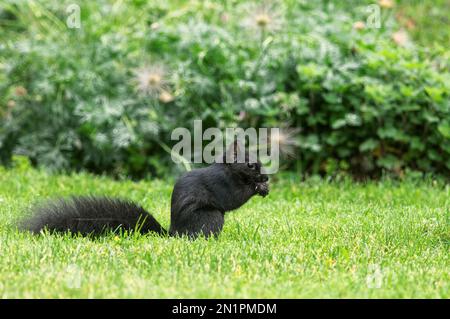 Schwarzes Eichhörnchen - ein melanziiertes graues Eichhörnchen - eine Untergruppe des östlichen Grauhörnchens (Sciurus carolinensis) - Metro Vancouver, B.C., Kanada. Stockfoto