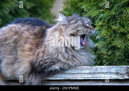 Gähnende langhaarige Tabby-Katze (Felis catus) – heimische Tabby-Katze, die beim Gähnen auf einem Holzzaun liegt. Stockfoto