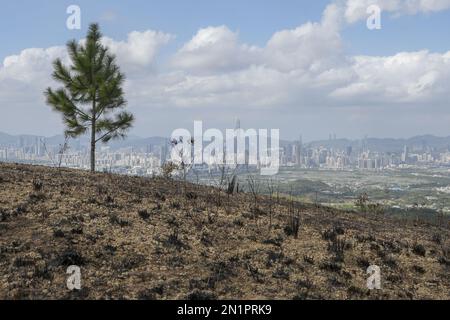 Nach dem Lauffeuer am Kai Kung Leng (Rooster Ridge) im Lam Tsuen Country Park, Yuen Long. Am 24. Januar 2023 brannten mindestens 2 ausgedehnte Flammenpfade auf dem Berg Kai Kung Leng für 16 Stunden. 01FEB23 SCMP/Elson Li Stockfoto