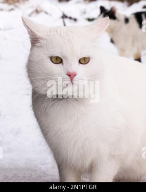 Weiße Katze A im Winterschneefortrait. Stockfoto