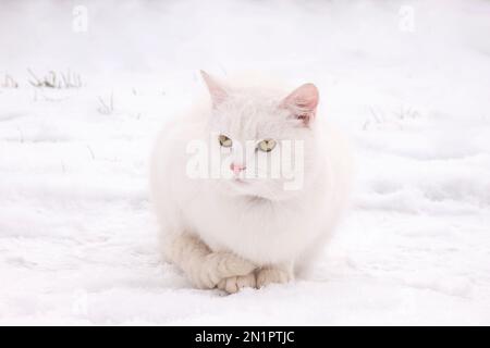 Weiße Katze A im Winterschneefortrait. Stockfoto