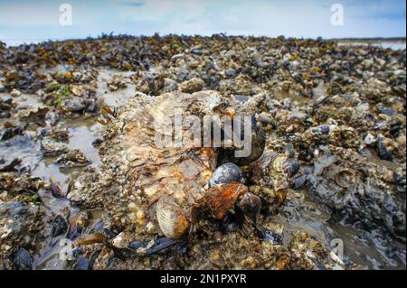 Niederlande, japanische Auster oder Miyagi Auster (Crassostrea gigas) im Wattenmeer im Norden Hollands. Stockfoto