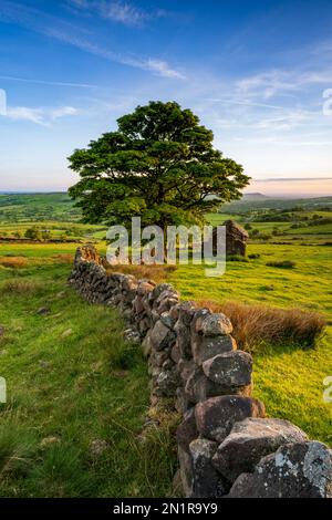 Einsamer Baum und Scheune am Roach End, die Kakerlaken, das Peak District, Staffordshire Stockfoto