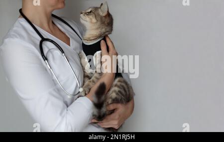 Die Katze mit Spatzen bei postoperativem Verband. Tierarzt mit Stethoskop hält Haustier nach Kavitäroperation, Kastration, Sterilisation.Animal looki Stockfoto